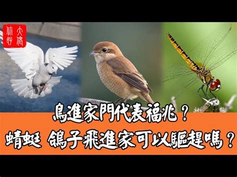 鳥飛來陽台|【鳥飛來陽台】鳥兒飛來報喜！陽台飛來小鳥、鴿子築巢，象徵好。